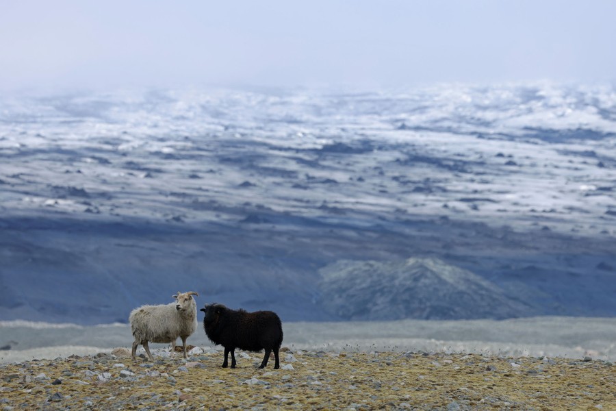 Two sheep stand on bare ground with a large glacier in the distance.