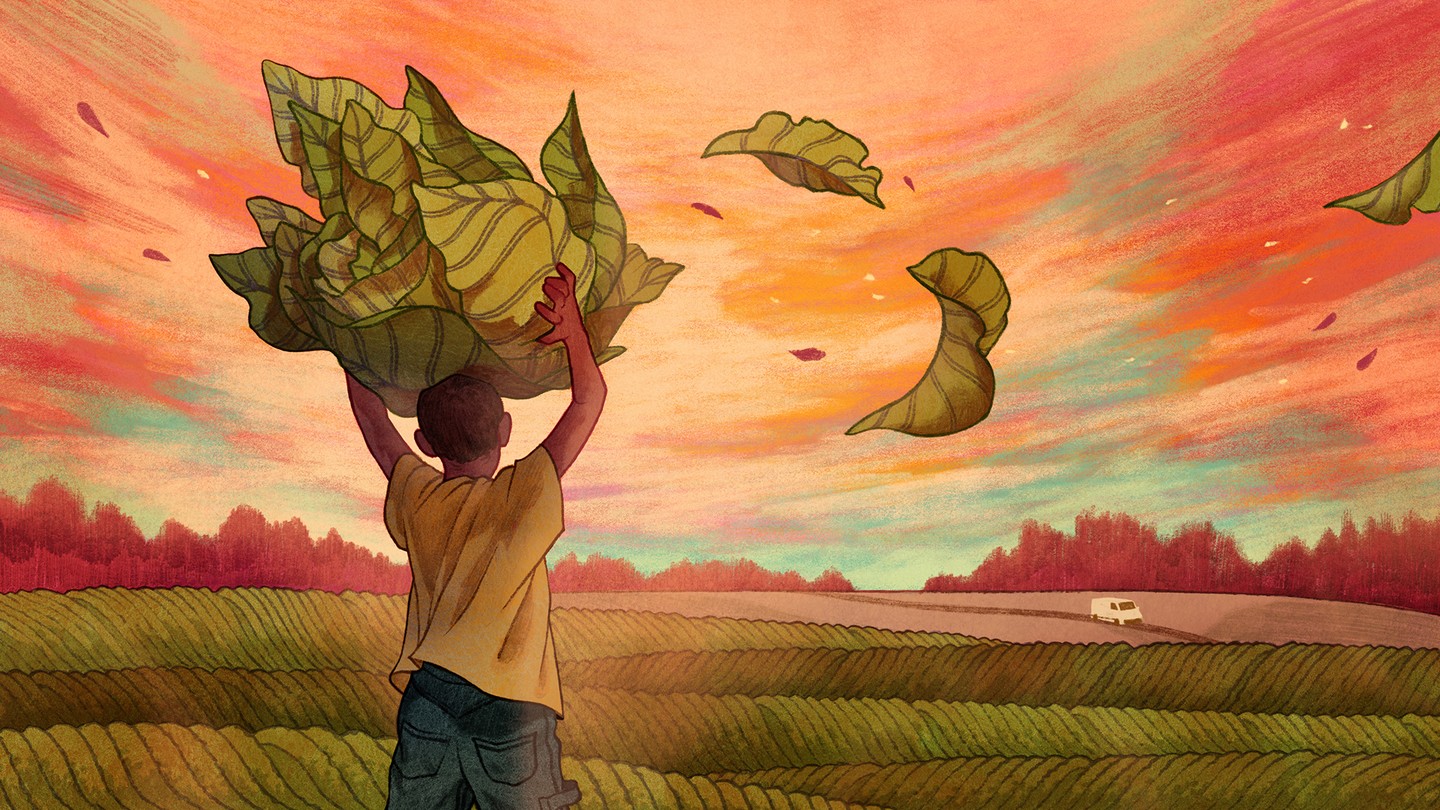 An illustration of a child tobacco farmer in a field