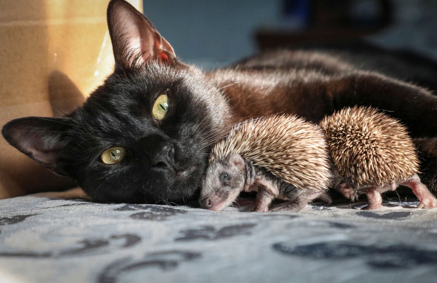 A black cat snuggles with two baby hedgehogs.