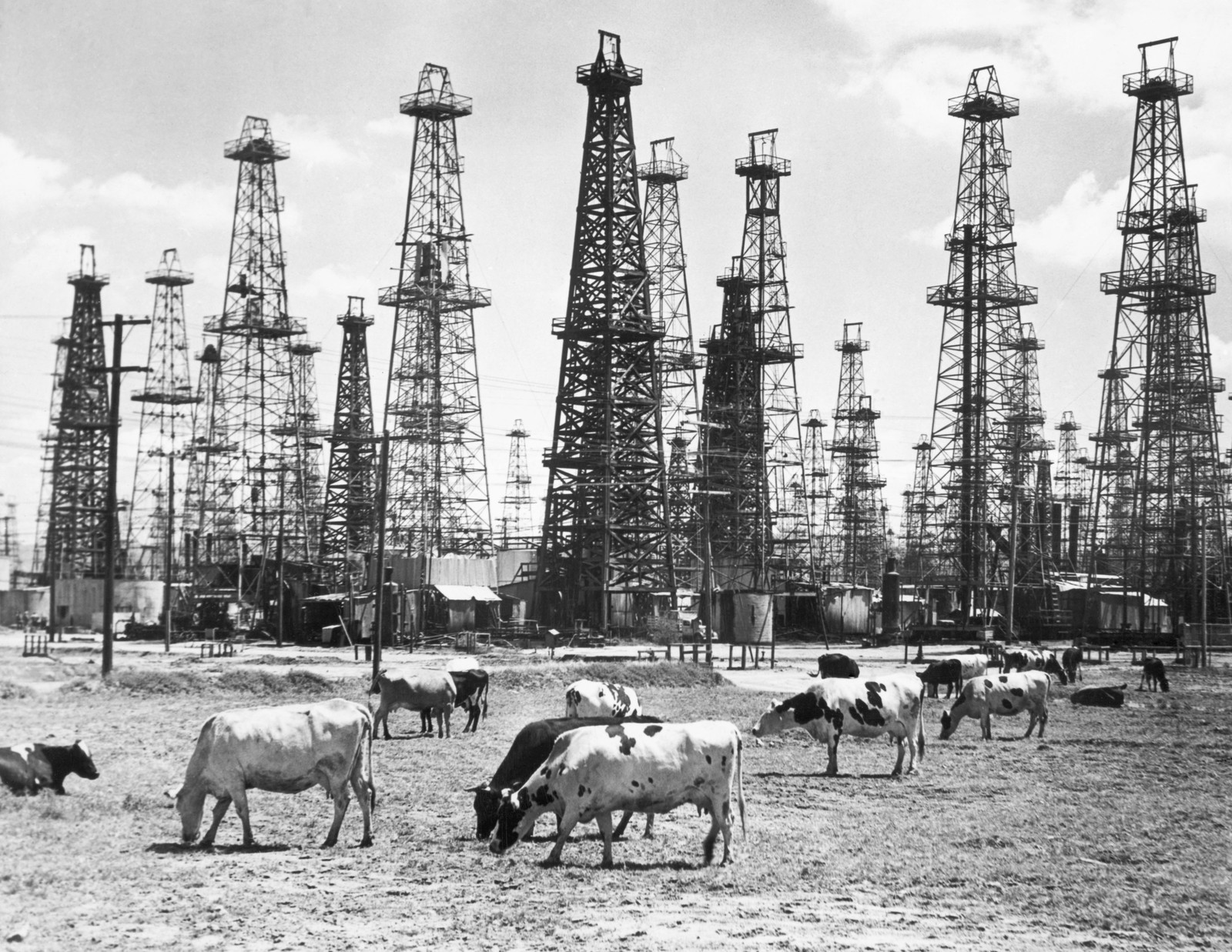 A small herd of cows grazes near an oil field topped with many tall oil derricks.