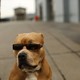 A seated pit bull wearing a pair of sunglasses