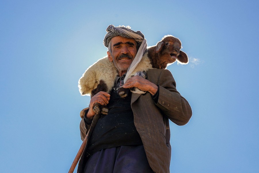 A man is seen holding a lamb over his shoulders.