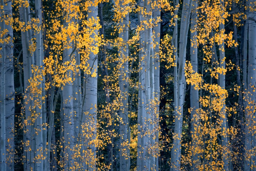 Yellow leaves among white-trunked trees.
