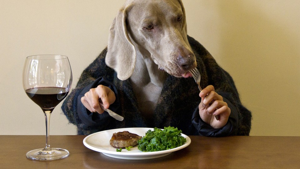 A dog wearing a sweater uses a knife and fork.