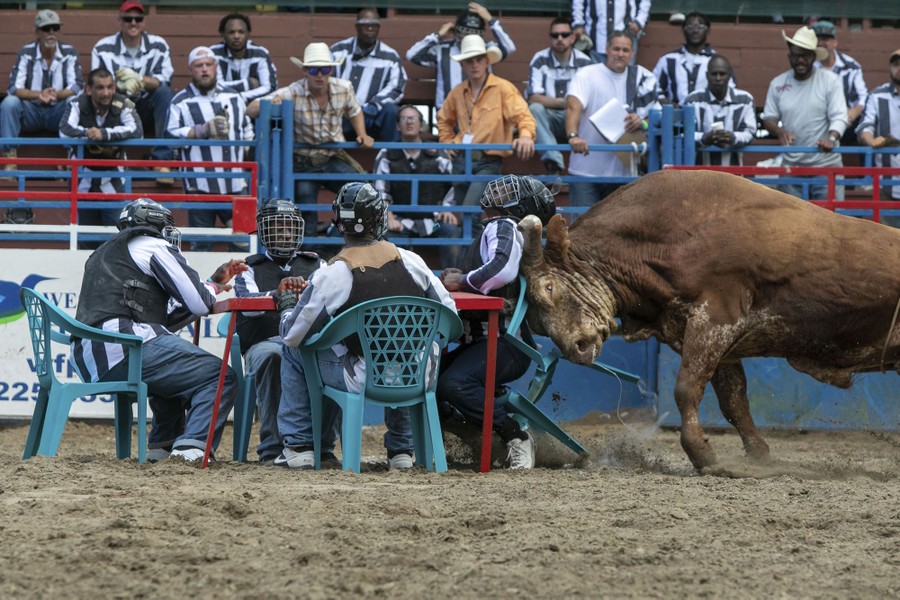 A bull crashes its head into the back of a seated man—one of four men (wearing helmets) sitting at a poker table set up inside a rodeo arena.