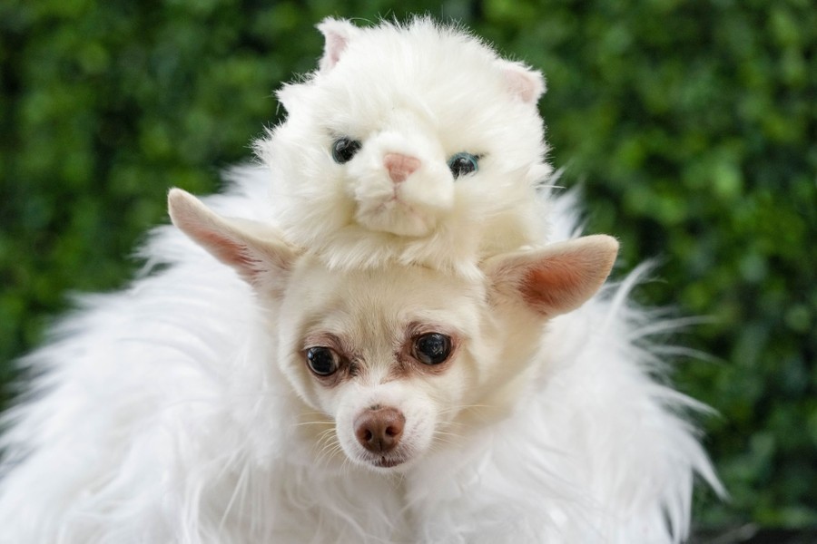 A Chihuahua wears a costume with a cat's head.