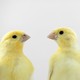 canaries look at each other