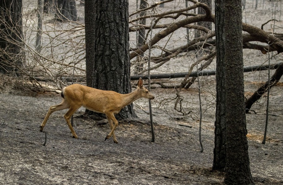 A deer walks through a recently burned forest.