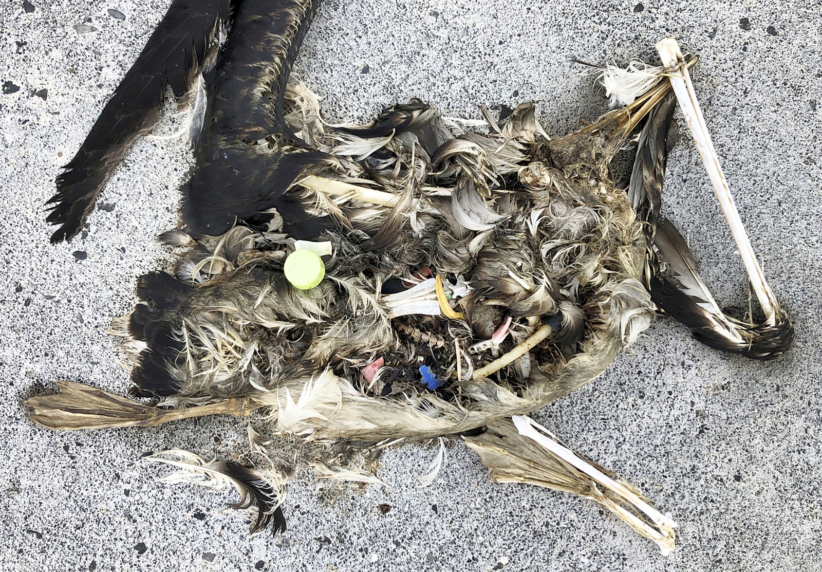 The carcass of a seabird, decomposing and exposing bits of plastic waste inside its body