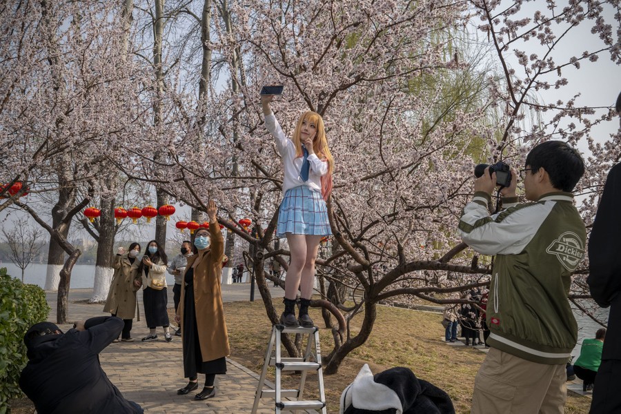 Several people take selfies and photos of one another among cherry-blossom trees.