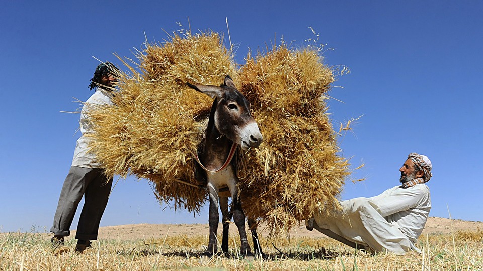 Farmers load a donkey with wheat