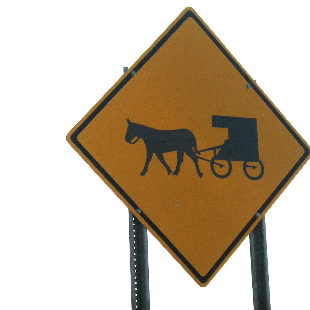 Hired horse crossword clue