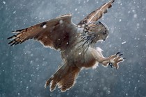 An owl flies through a snowstorm, its talons outstretched.