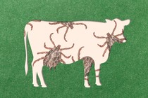 A cutout of a cow on green paper reveals images of giant ticks.