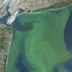 Algae blooms off the coast of New York and New Jersey