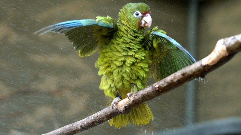 A Puerto Rican parrot fluffs out its feathers and wings.