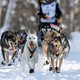 Sled dogs run through the snow with a musher behind them.