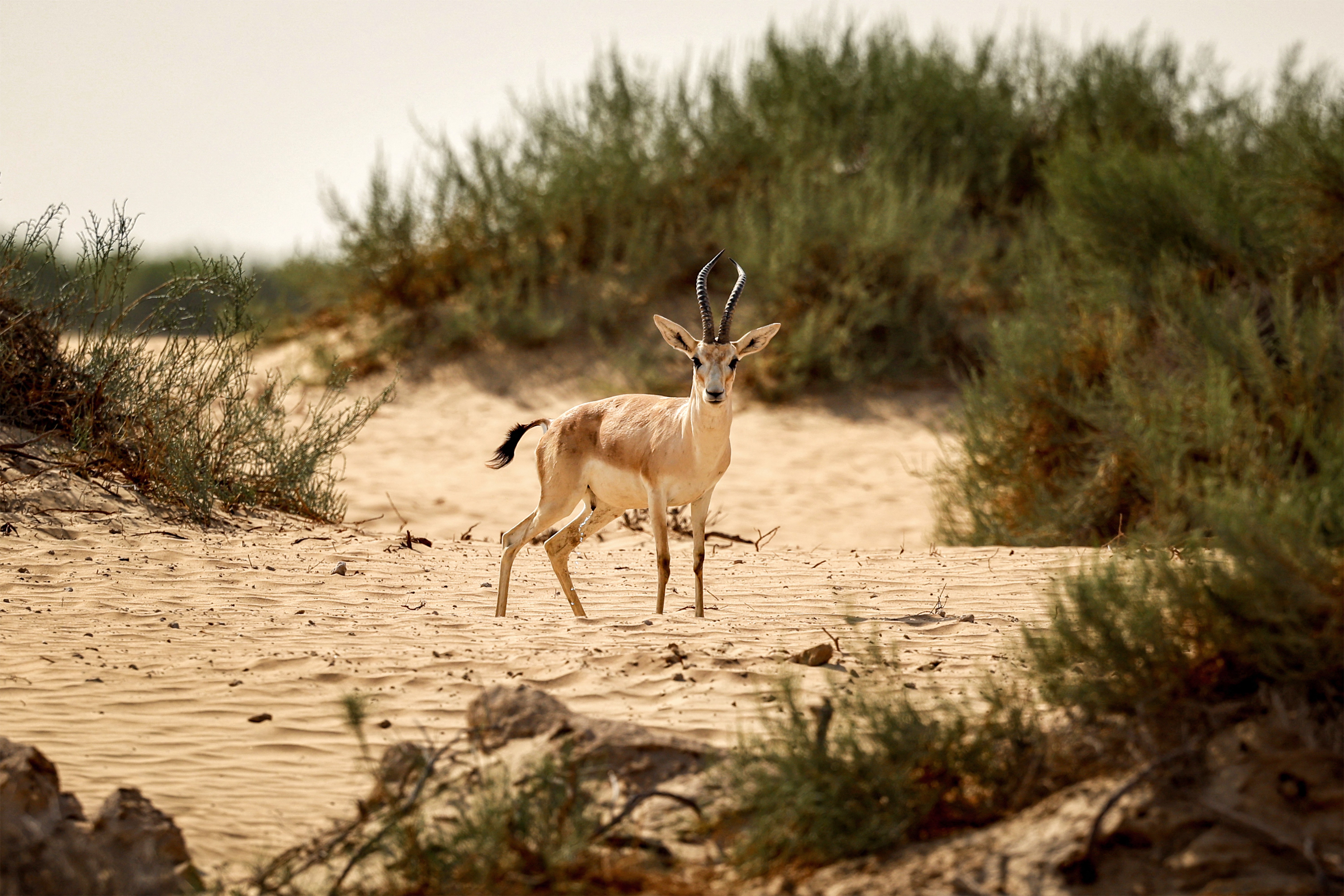 A gazelle walks through dunes near Dubai.