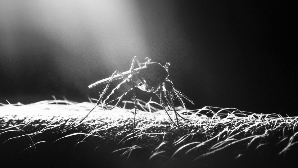 a mosquito drinking blood from a very hairy arm