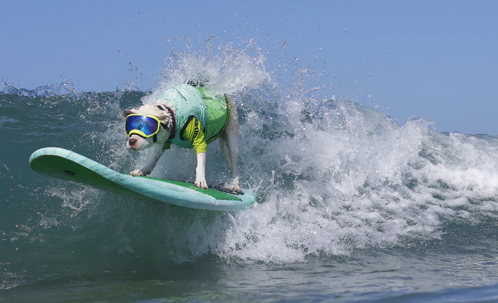 A dog, wearing goggles and a life-preserver vest, rides a surfboard on a crashing wave.