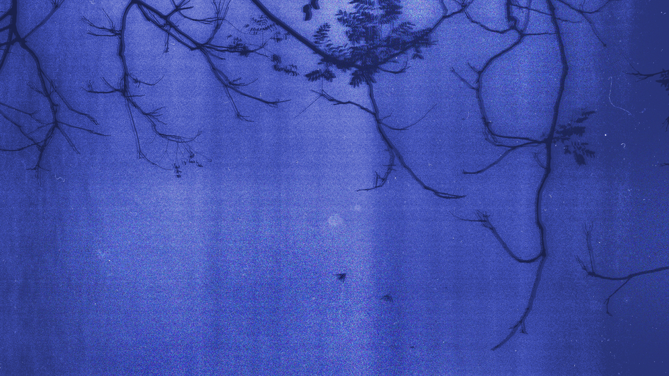 illustration with tree branches and deep blue background