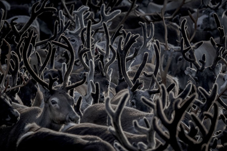 A close image of a herd of reindeer, appearing like a forest of fuzzy antlers