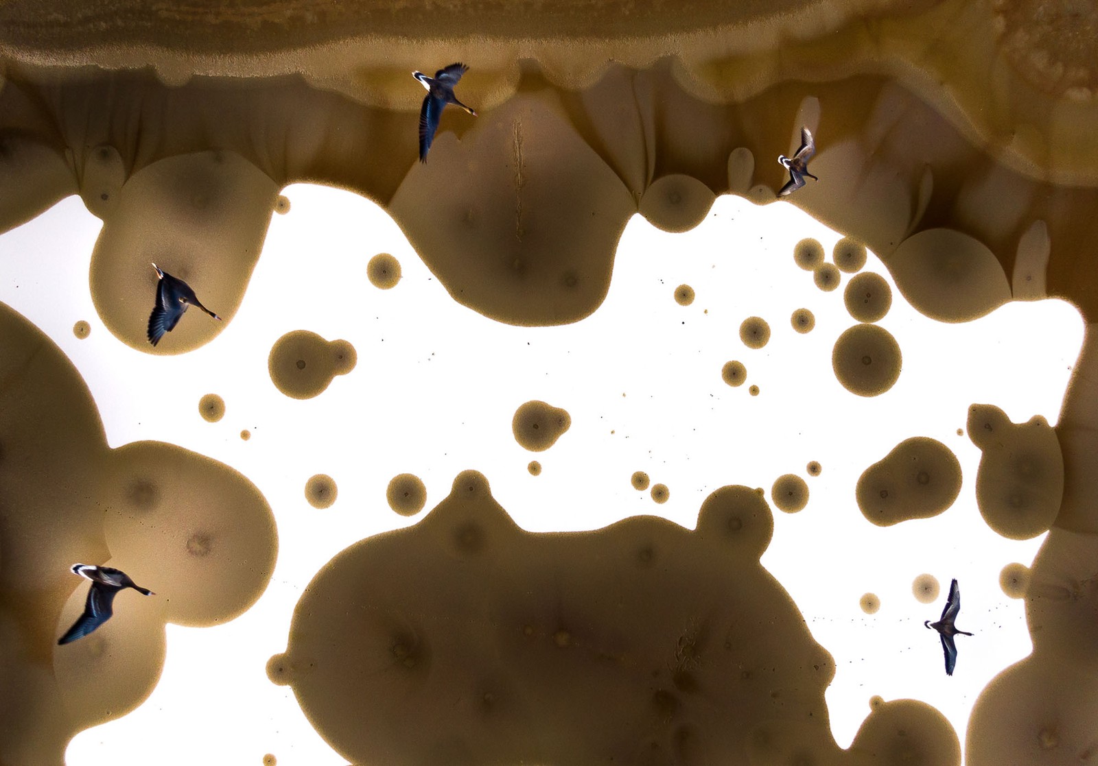 An overhead view of several birds in flight, with unusual circular shapes on the ground below, made by salt lakes.