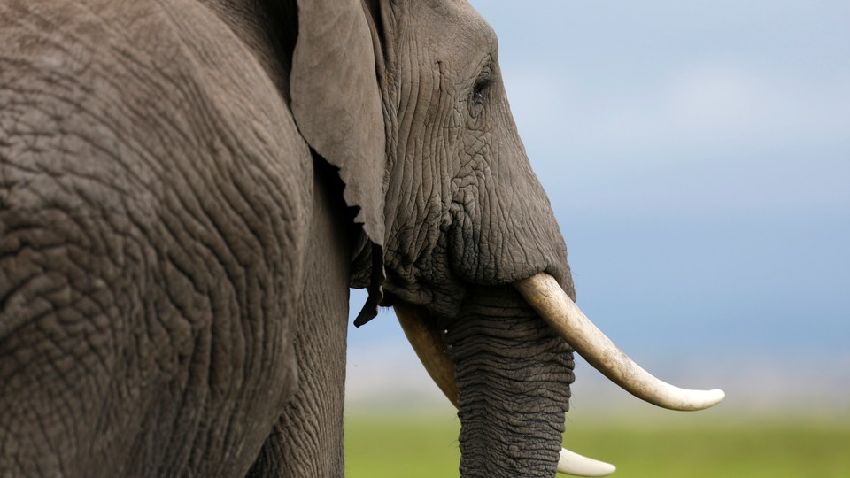 A savannah elephant in Amboseli National Park