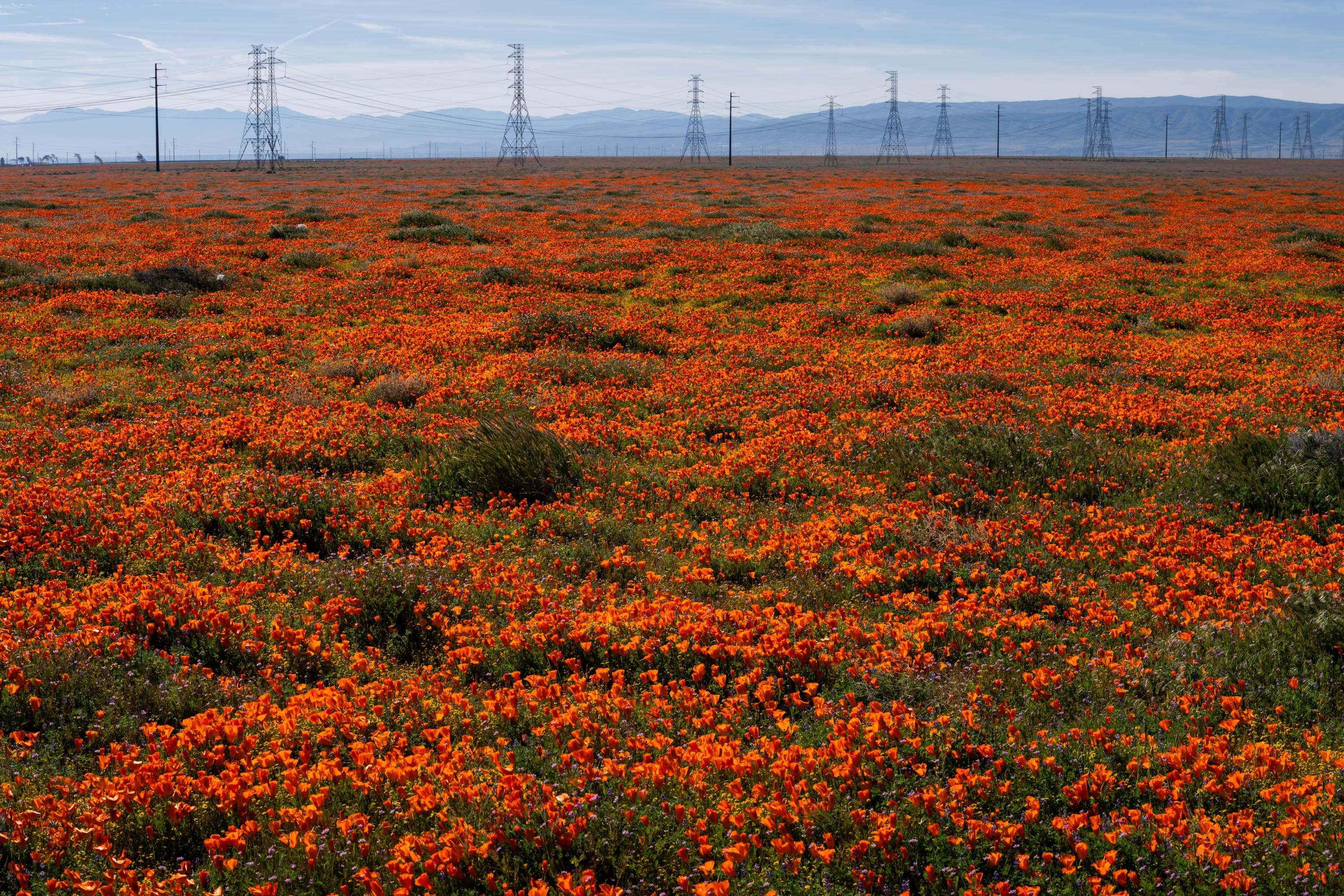 Poppy blossoms cover a wide open field, with mountains and power lines visible in the distance.