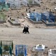 Afghan schoolgirls walking through a cemetery.