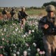 Members of the U.S. military walk through an opium poppy field in Helmand province, Afghanistan, in 2011. Nearly a decade into the war in Afghanistan, opium poppies are still the major crop for many farmers and a big source of income for the Taliban despite expensive efforts to stamp out cultivation.