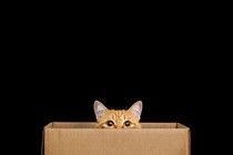 An orange tabby in a box