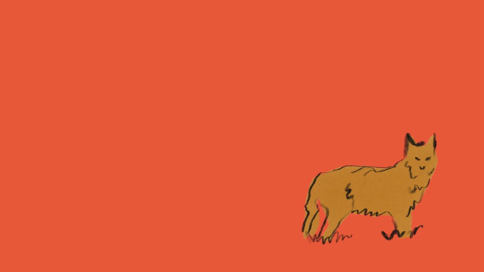 illustration with drawing of brown coyote at lower right on red background