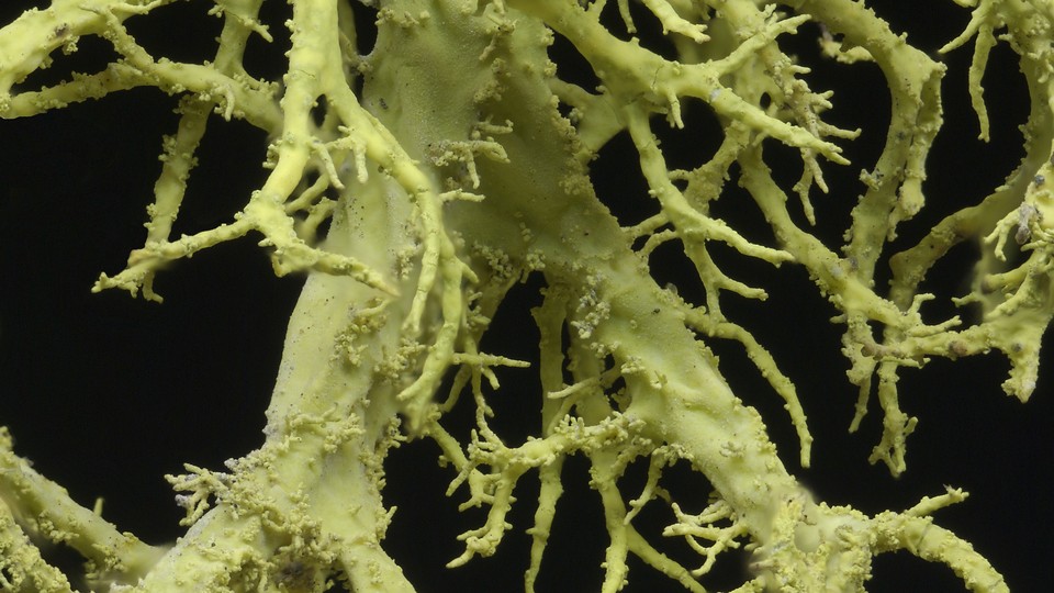 How Lichens Explain And Re Explain The World The Atlantic