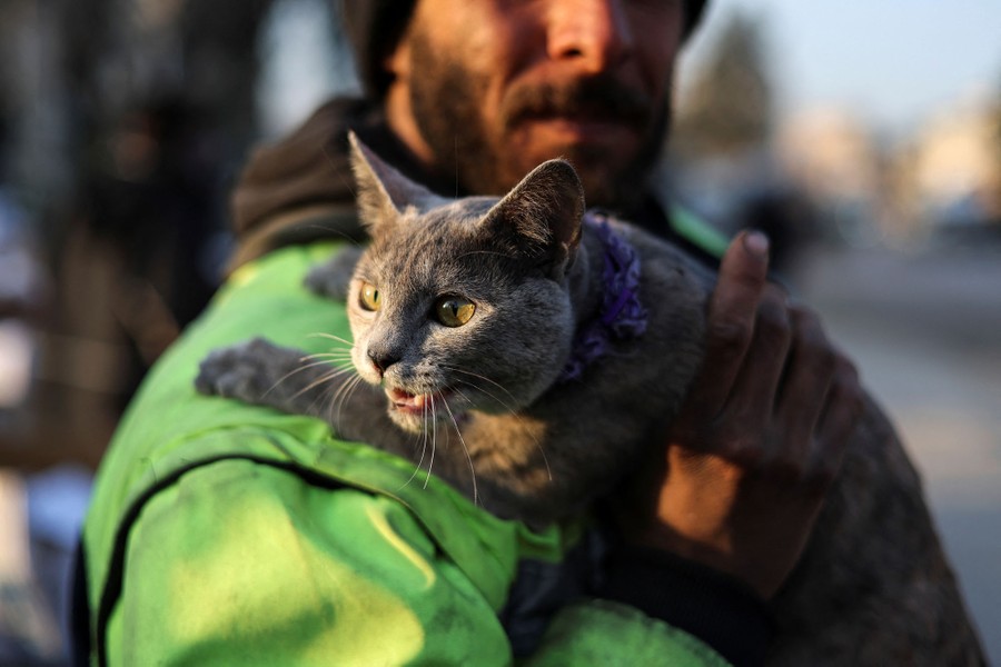 A man holds a gray cat.
