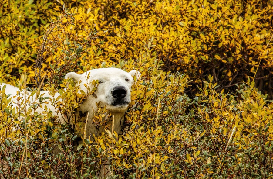 Bear day