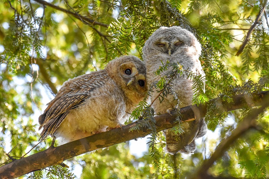 Two young owls perch on a tree branch together.