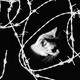 Illustration of a cat's head peeking out of shadows amid a tangle of barbed wire