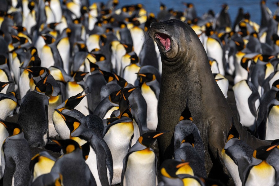 An elephant seal rears up, surrounded by penguins.