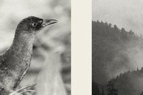 Black-and-white bird in one panel and mountains in the other panel