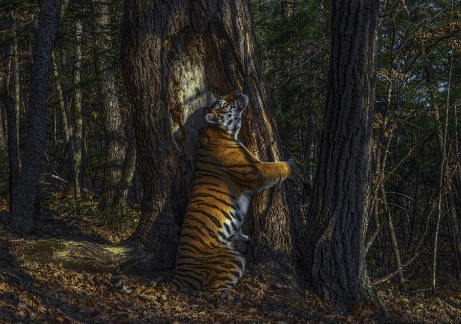 Winners of Wildlife Photographer of the Year 2020