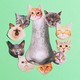 a nose surrounded by cutouts of cat faces on a sea foam green background