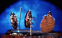 Three cockroaches playing instruments from the 1996 movie "Joe's Apartment"