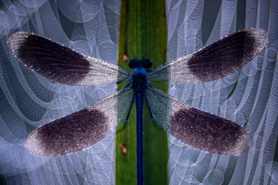 A four-winged insect spreads its dew-covered wings to dry.
