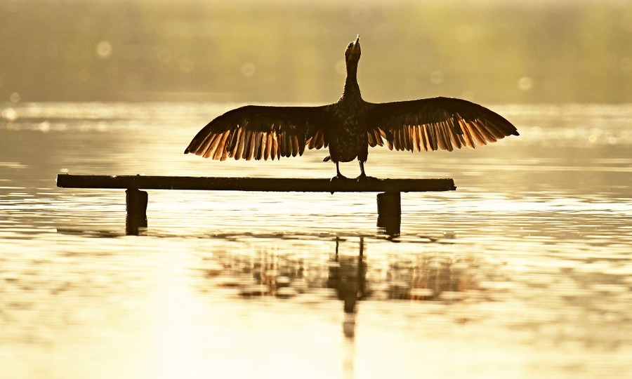 A cormorant stands on a plank above water, spreading its wings.