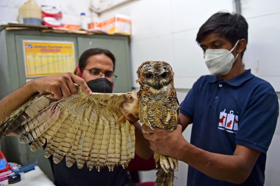 Two people hold up an owl, spreading its right wing out.