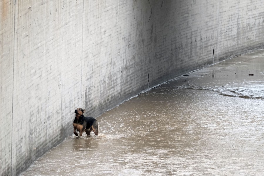 A dog runs through flowing water beside a high, sheer concrete wall.