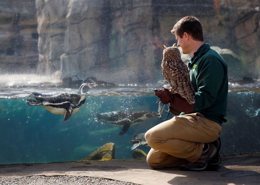 A man holds an owl near a large glass window that holds water on the other side. Several penguins are swimming in the water.