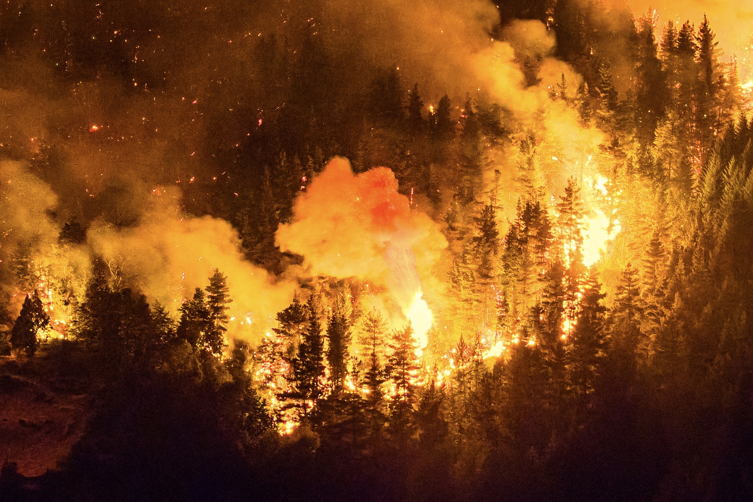 A wildfire burns through a forest, seen at night.