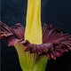 A blooming corpse flower